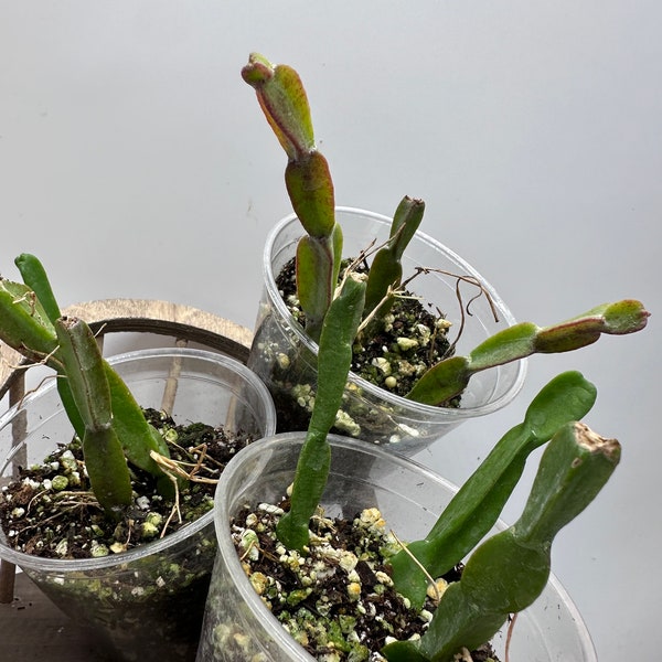 Rhipsalis Paradoxa - Chain Rhipsalis   Rare Tropical Epiphytic Cactus