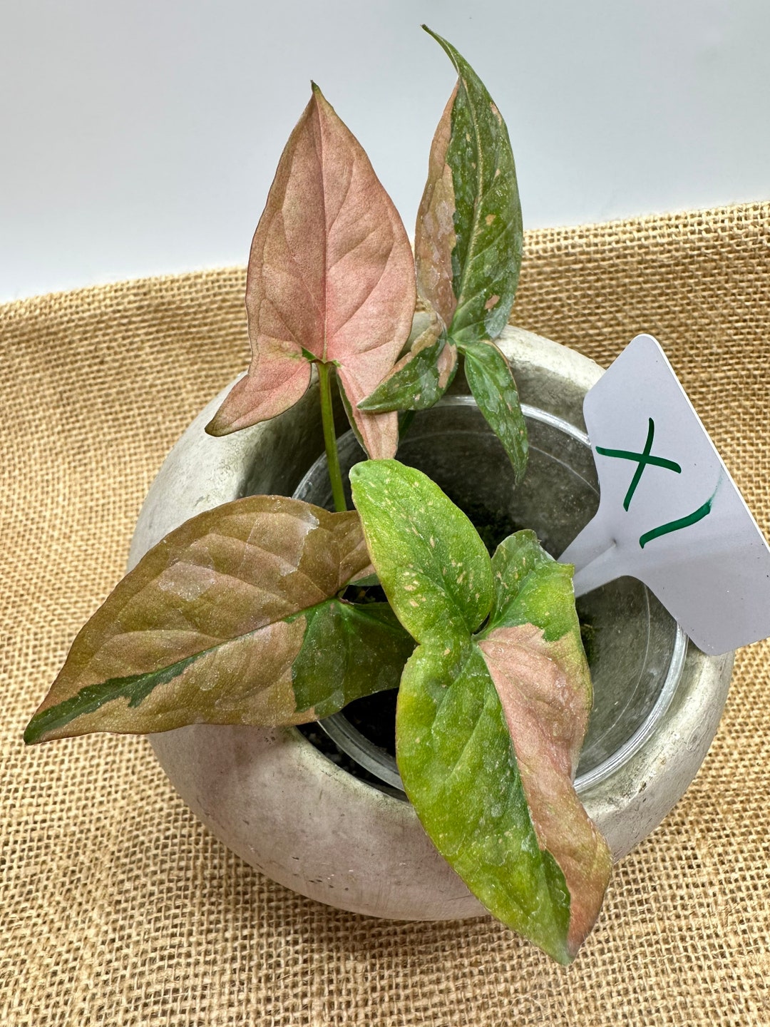 Syngonium Pink Splash Plants Etsy