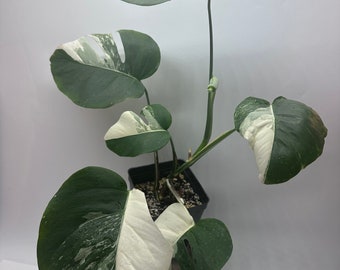 Variegated Albo Monstera #2(Actual Plant