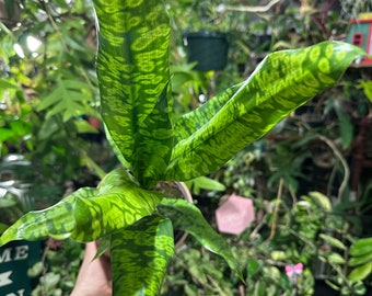 Dracaena 'Malachite' 4.5”pot  ( grower choice