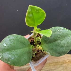 May include: A small potted plant with large, round, dark green leaves and a single, lighter green leaf at the top. The plant is in a small, clear plastic pot, held against a dark background.