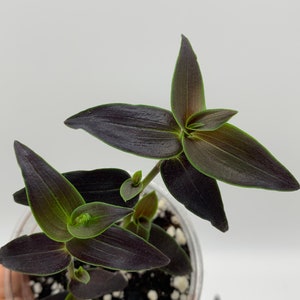 Gibasis Jose Puig Rare Wandering Jew plant image 4