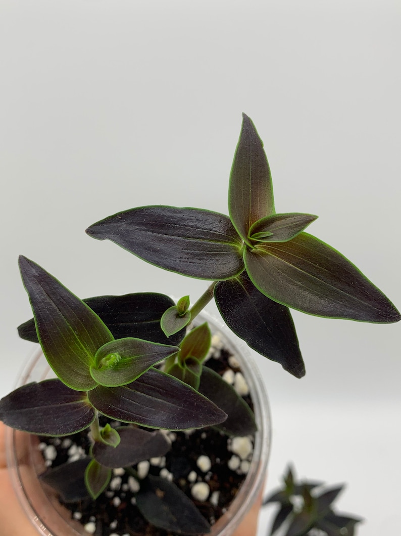 Gibasis Jose Puig Rare Wandering Jew plant image 4