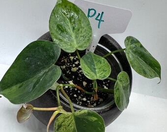 Philodendron hederaceum variegated ,variegated philodendron scandens heart leaves plant. #P4(Actual Plant  ）