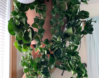 hoya hindu rope plant ( Mama plant already Bloomed)