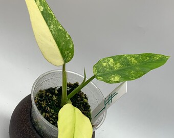 Rooted Domesticum Variegated Philodendron Cutting. Exotic - Etsy