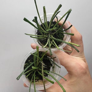 Hoya retusa plant 2”pot  （ grower’s choice