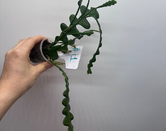 Fish bone cactus Plant  (Actual Plant  ） #i1