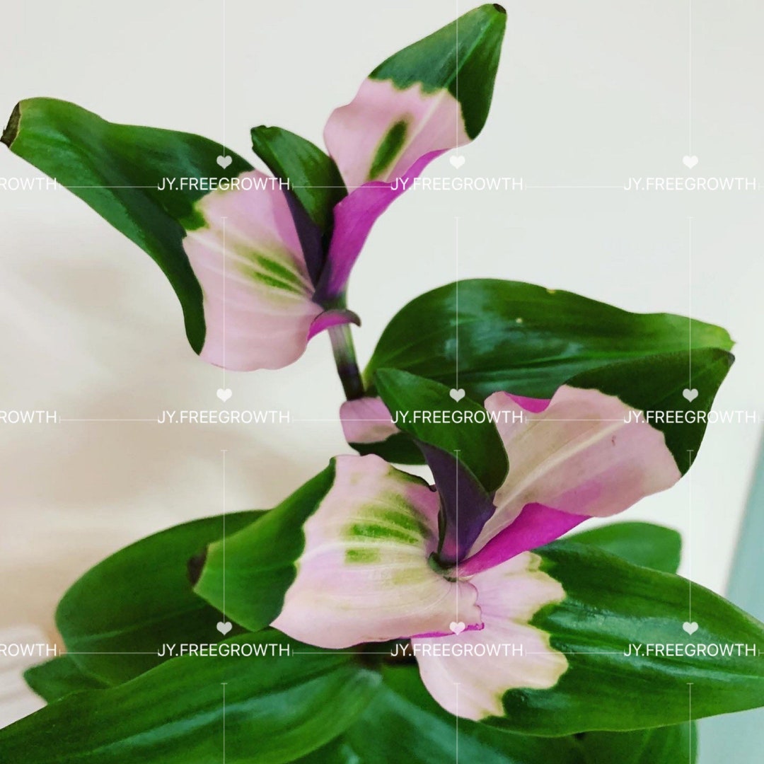 Tradescantia ’blushing Bride‘ Plant Etsy