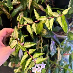 May include: Close-up of a Hoya plant stem with variegated green and cream-colored leaves. The stem is a reddish-pink color, and small, white, star-shaped flowers are visible. The plant is in a clear plastic pot.