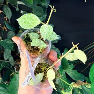 Hoya lacunosa Leopard Skin (grower’s choice