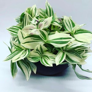 White Tradescantia albiflora variegata, Angels wings ( hard to find)