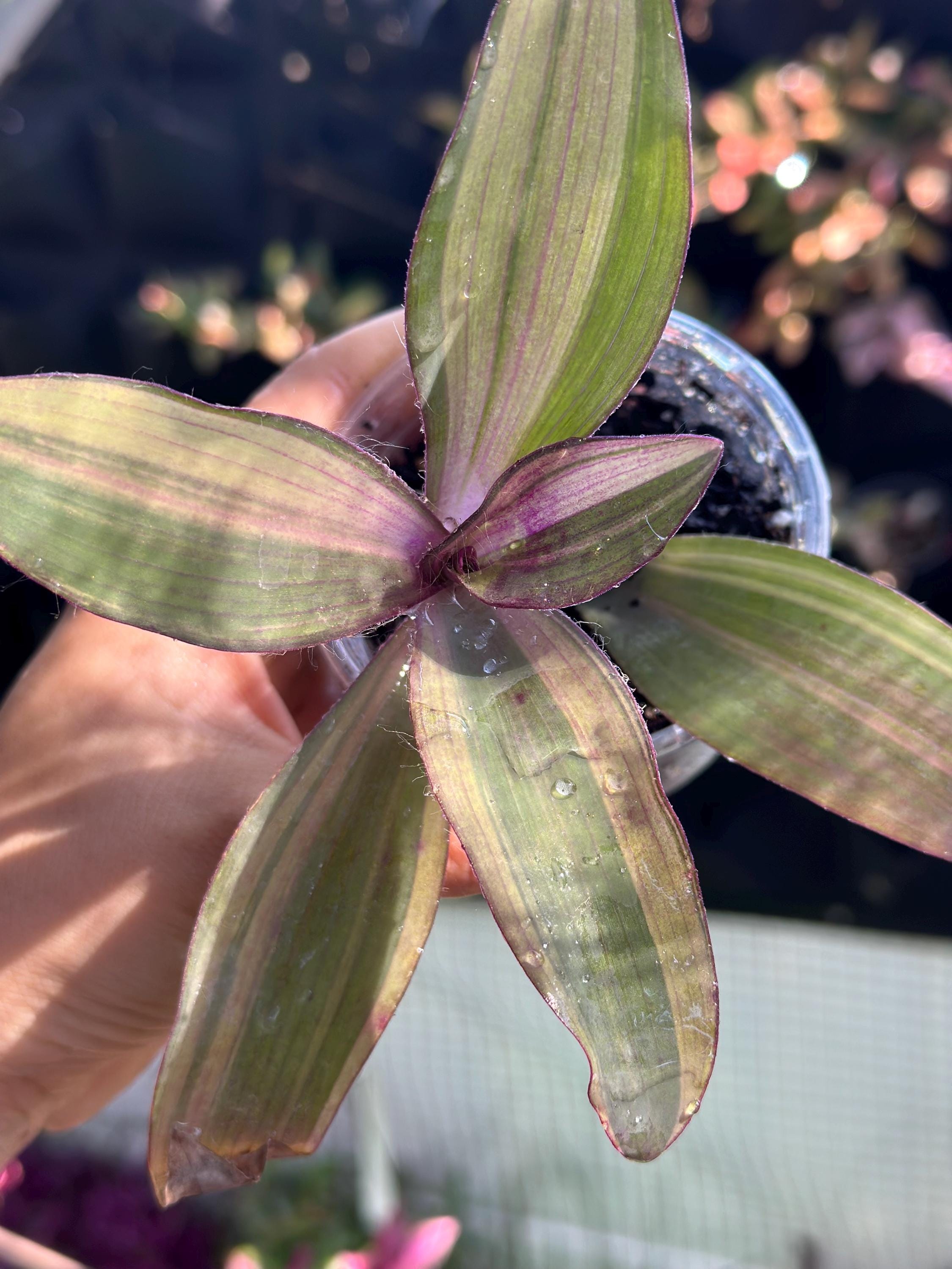 Tradescantia Pallida 'marley' - Etsy