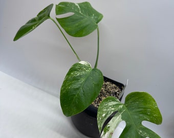 Variegated Albo Monstera #H4(Actual Plant  ）