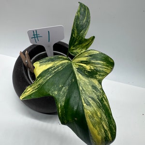 Philodendron Pedatum Variegata Plant  (Actual Plant   #1