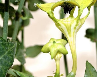 Ceropegia sandersonii plant, umbrella plant, string plant