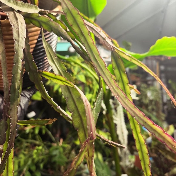 rare Rhipsalis, Flat-leaf Mistletoe Cutting