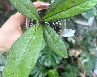 Hoya Crassipetiolata Little Splash(grower’s choice)