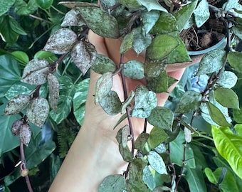 Hoya Lacunosa Black Silver (grower's Choice ) - Etsy