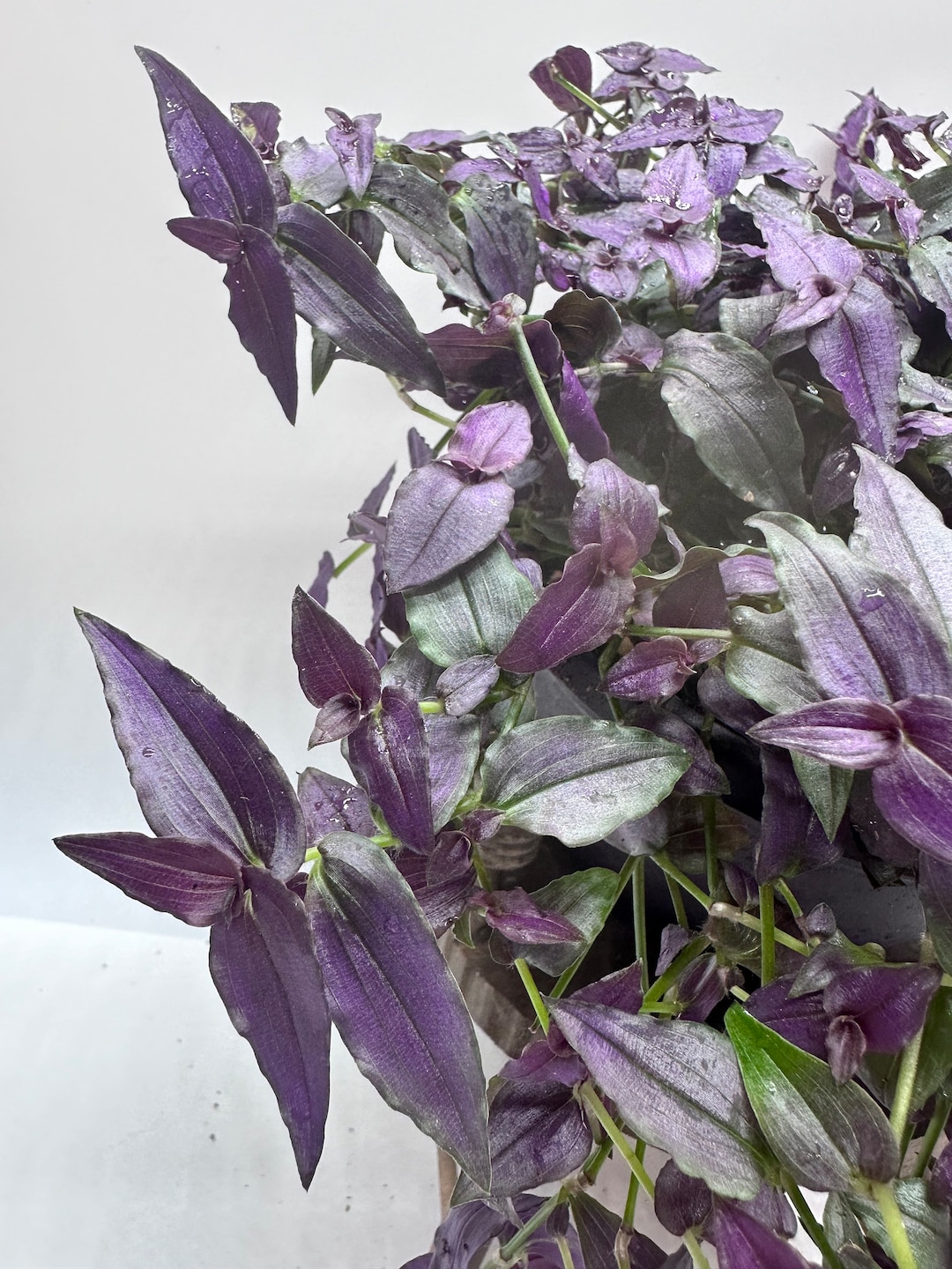 Gibasis Tahitian Purple Bridal Veil Etsy