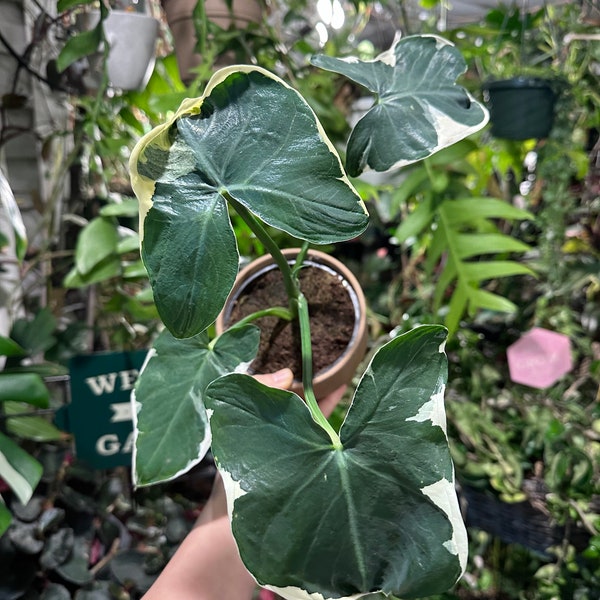 Alocasia Mickey Mouse - Xanthosoma Albo Variegata  4.5”pot ( grower’s choice)