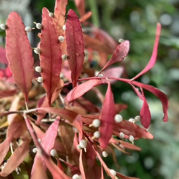 Red Rhipsalis. Rhipsalis ramulosa 'Red Coral