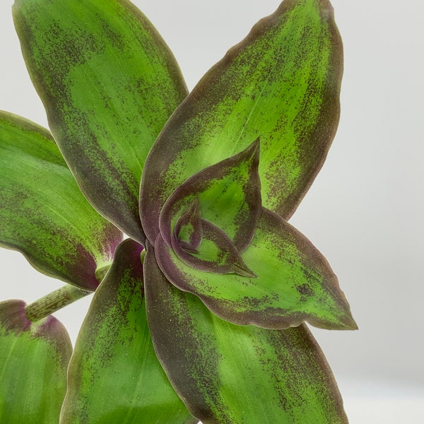 Callisia soconuscensis Dragon tail