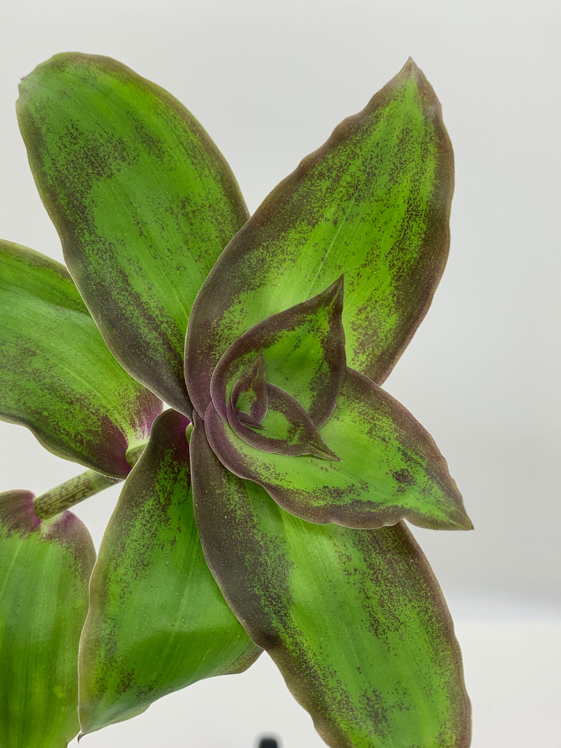Callisia Soconuscensis Dragon Tail - Etsy