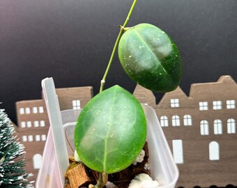 Hoya Dolichosparte (red Flower, Sp. Sulawesi)#j24 - Etsy
