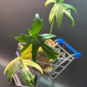 chili saatgut kaufen Bio-Chili & Paprika Samen-Set kaufen