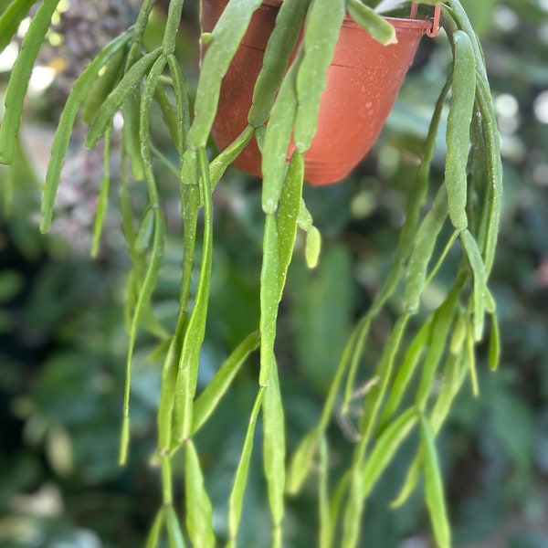 Rhipsalis micrantha mistletoe