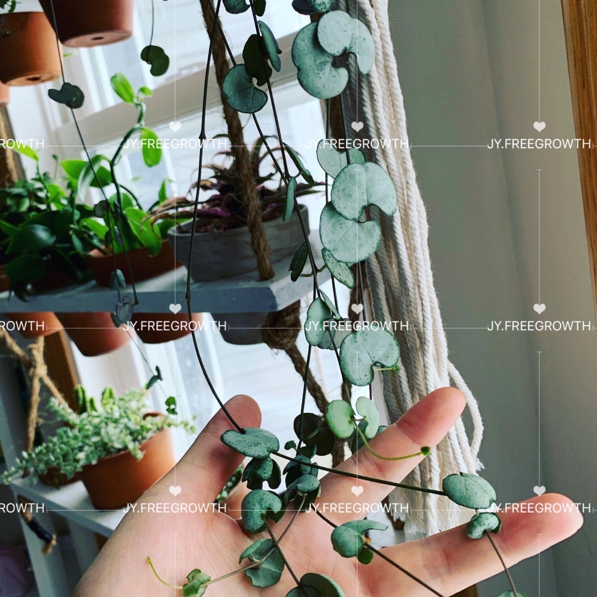 Home & Garden Ceropegia Woodii Silver Glory String Of Hearts Plant FREE