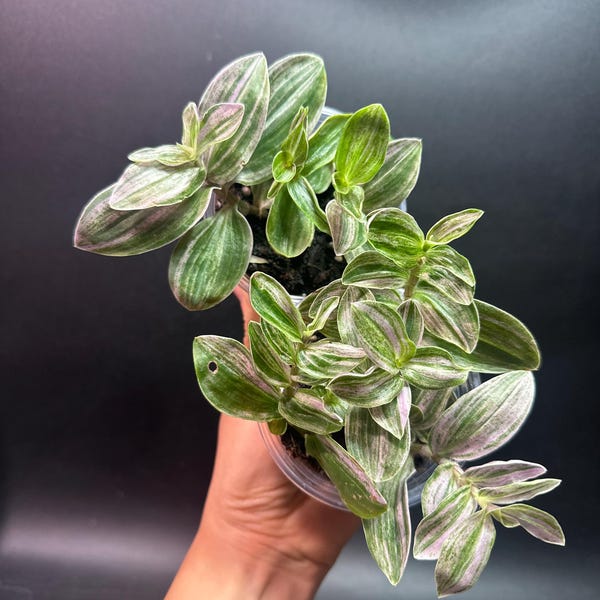 Tradescantia sweet tabby (grower choice)