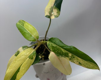 philodendron domesticum variegata #i1(Actual Plant  ）