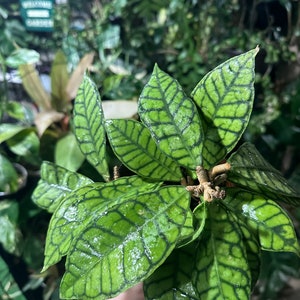 Hoya Callistophylla rooted cuttings ( mama plant already bloomed)