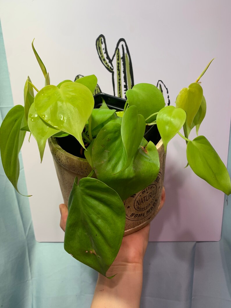 Philodendron Cordatum Lemon Lime Heart Shape Philodendron ...