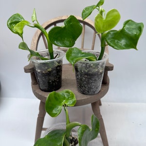 philodendron grazielae Plant ( grower’s choice)