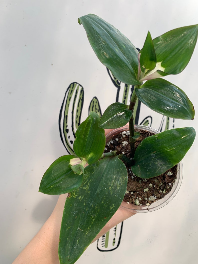 Tradescantia blushing Bride Plant Etsy