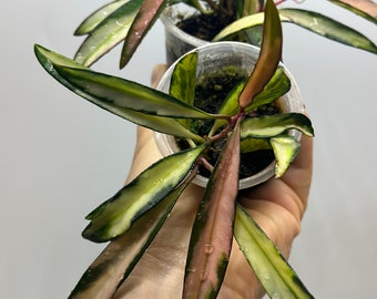 Hoya Wayetii Variegated,Hoya Wayetti tricolor