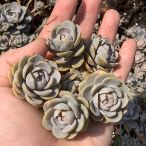 Chinese Dunce Cap plant or cuttings（hard to find)