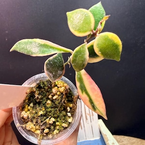 Hoya Bakoensis - Etsy