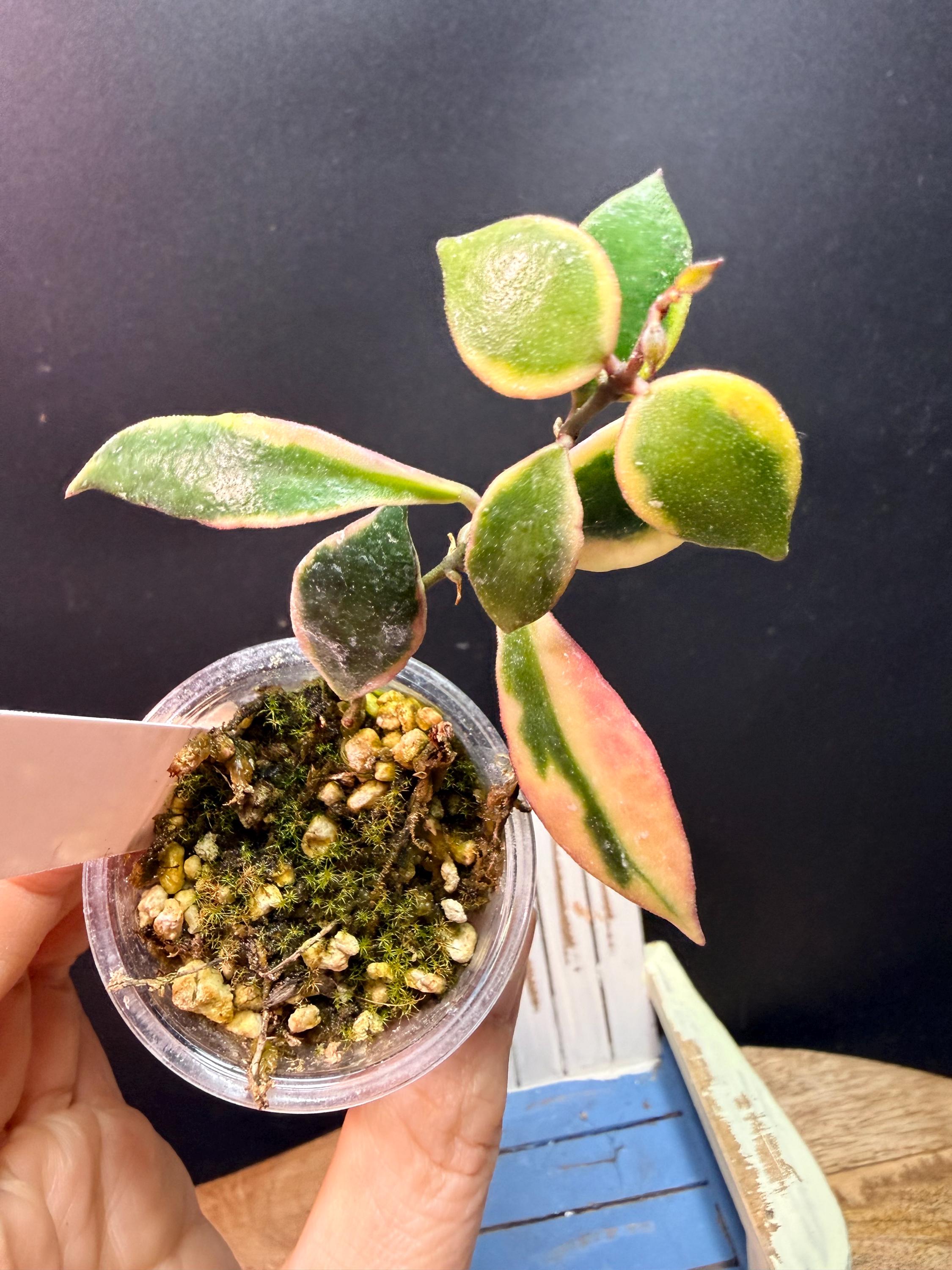 Hoya Bakoensis - Etsy