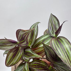 Tradescantia zebrina 'Tikal'（ they’re green color now, only change color during the summer with full sun)