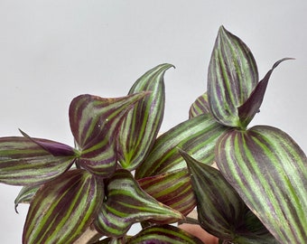 Tradescantia zebrina 'Tikal'（ they’re green color now, only change color during the summer with full sun)