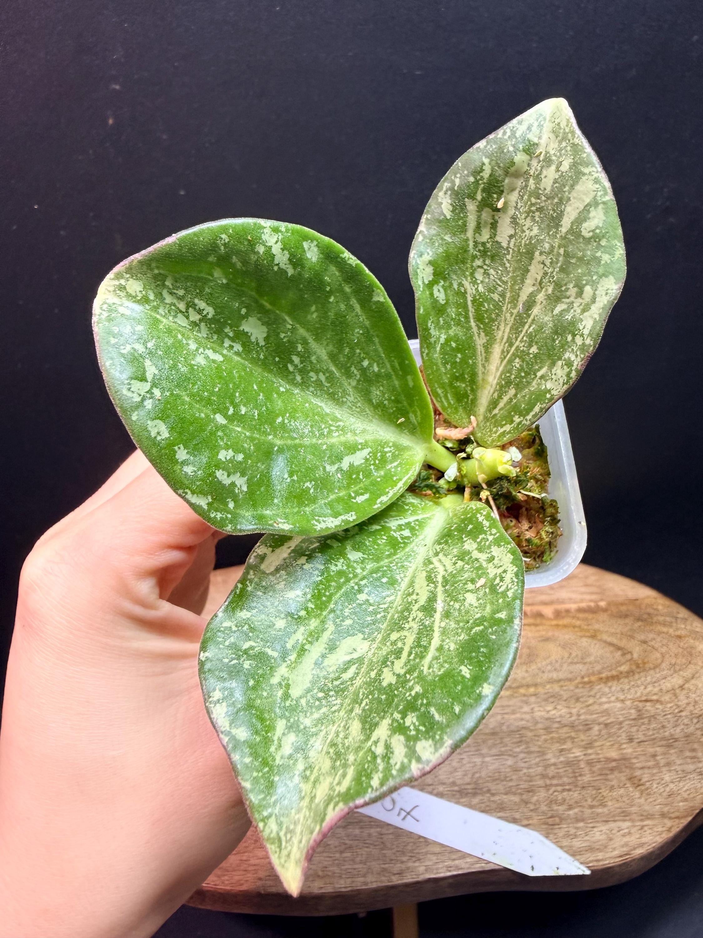 Hoya Subquintuplinervis (formerly Pachyclada) Splash#07 - Etsy
