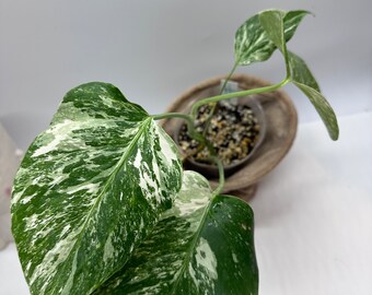 Variegated Albo Monstera #9(Actual Plant  ）