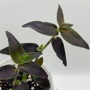 Gibasis Jose Puig Rare Wandering Jew plant image 5