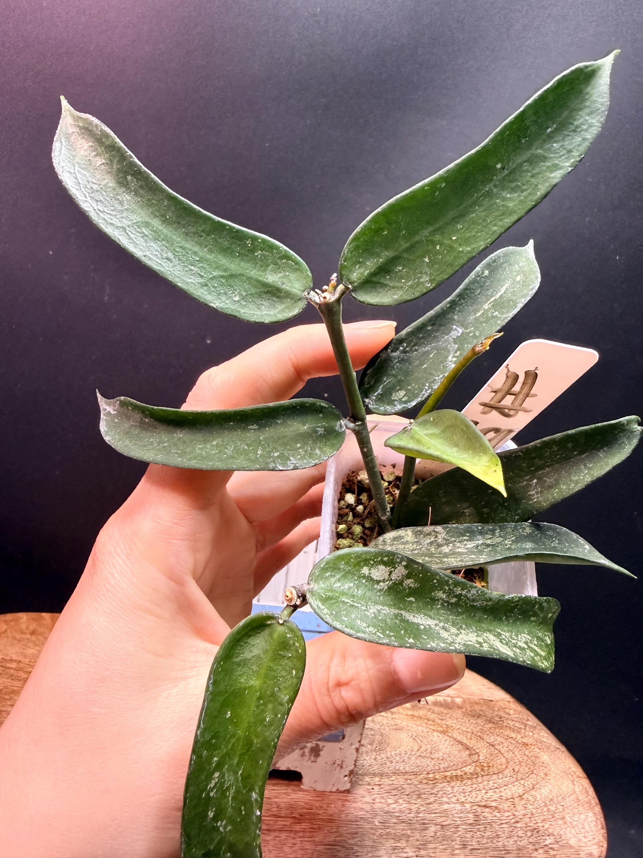 Hoya Pandurata Splash - Etsy