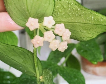 Hoya polyneura,Hoya fishtail ( Mama already Bloomed)