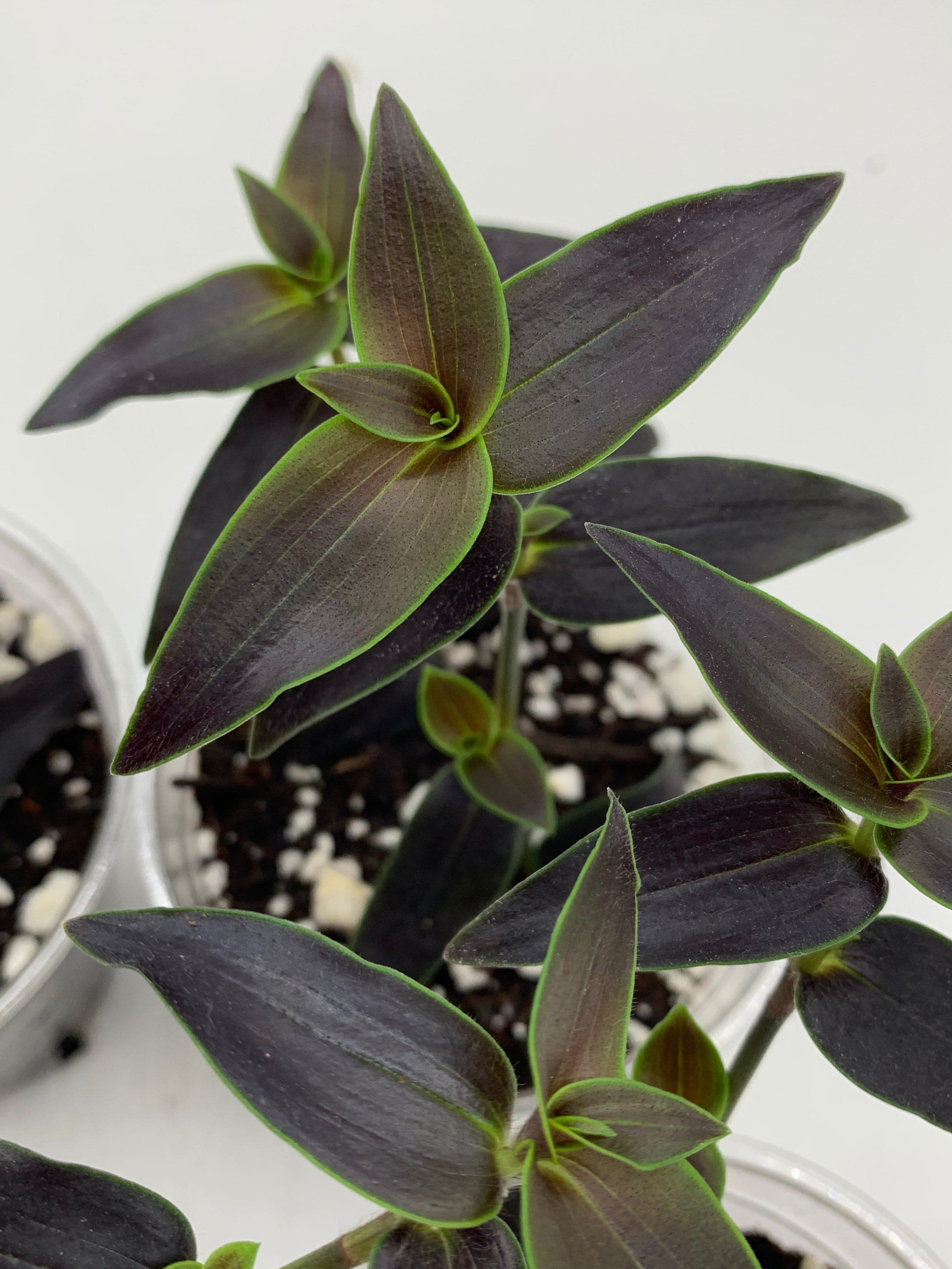 Gibasis 'jose Puig' ( Rare Wandering Jew Plant) - Etsy